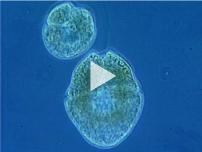 One tiny marine plant makes life on Earth possible: phytoplankton. Watch how changes in climate impact phytoplankton and the planet. Credit: NASA/Goddard Space Flight Center, The SeaWiFS Project and GeoEye
