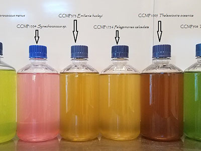 Jars of phytoplankton cultures show their unique coloration in a lineup at Bigelow Laboratory for Ocean Sciences in Boothbay Maine. Credit: Bigelow Laboratory for Ocean Sciences