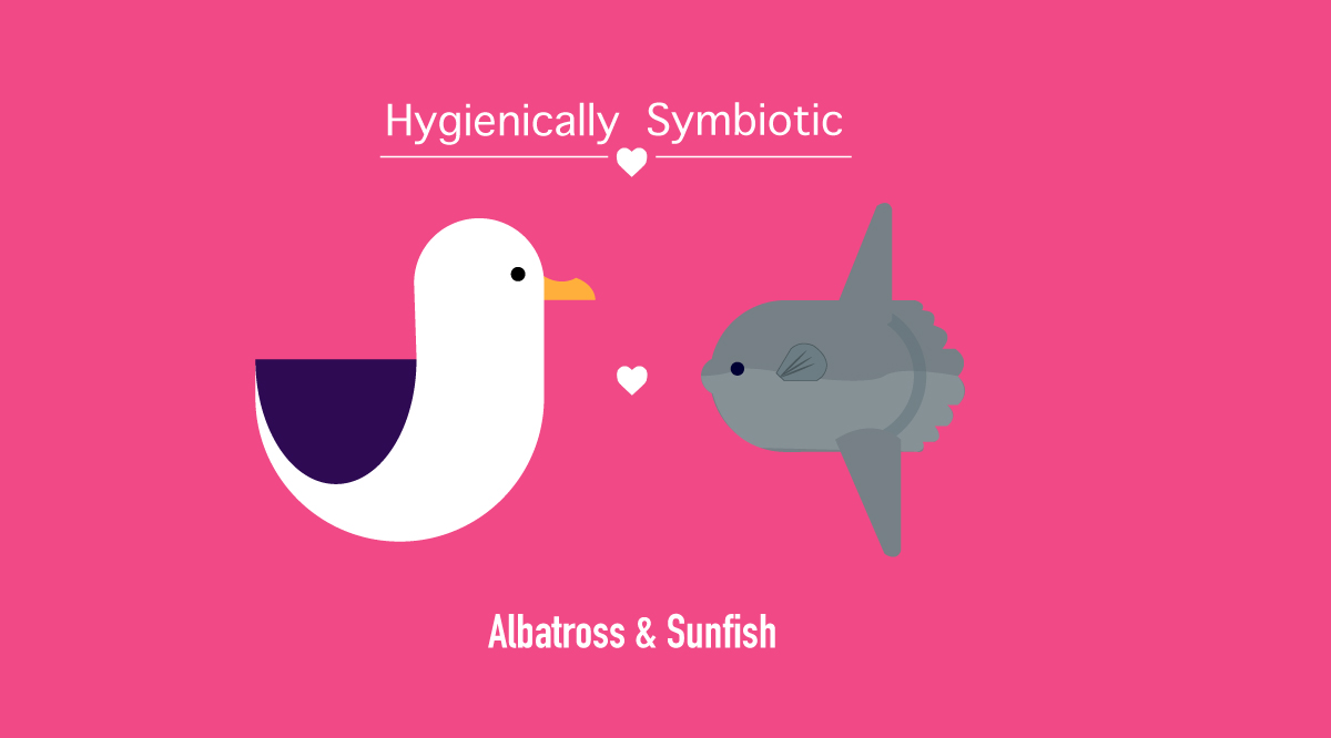 Albatross and sunfish cartoon