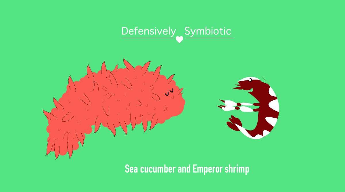 Sea cucumber and emperor shrimp cartoon