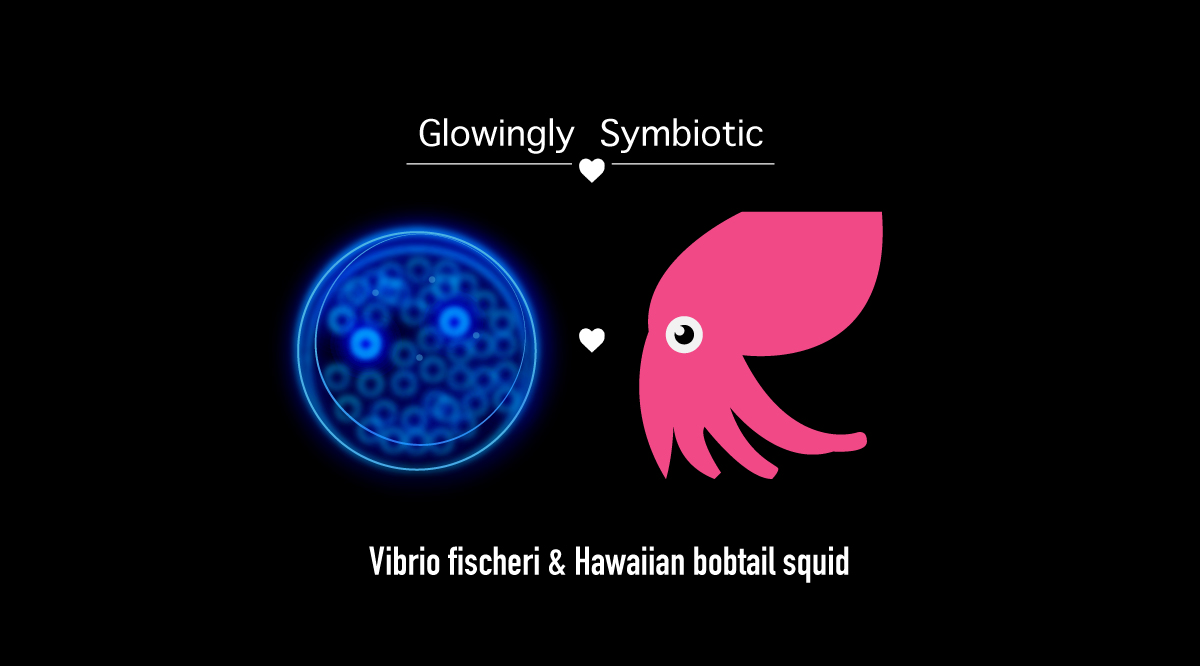 Vibrio fischeri and Hawaiian bobtail squid cartoon