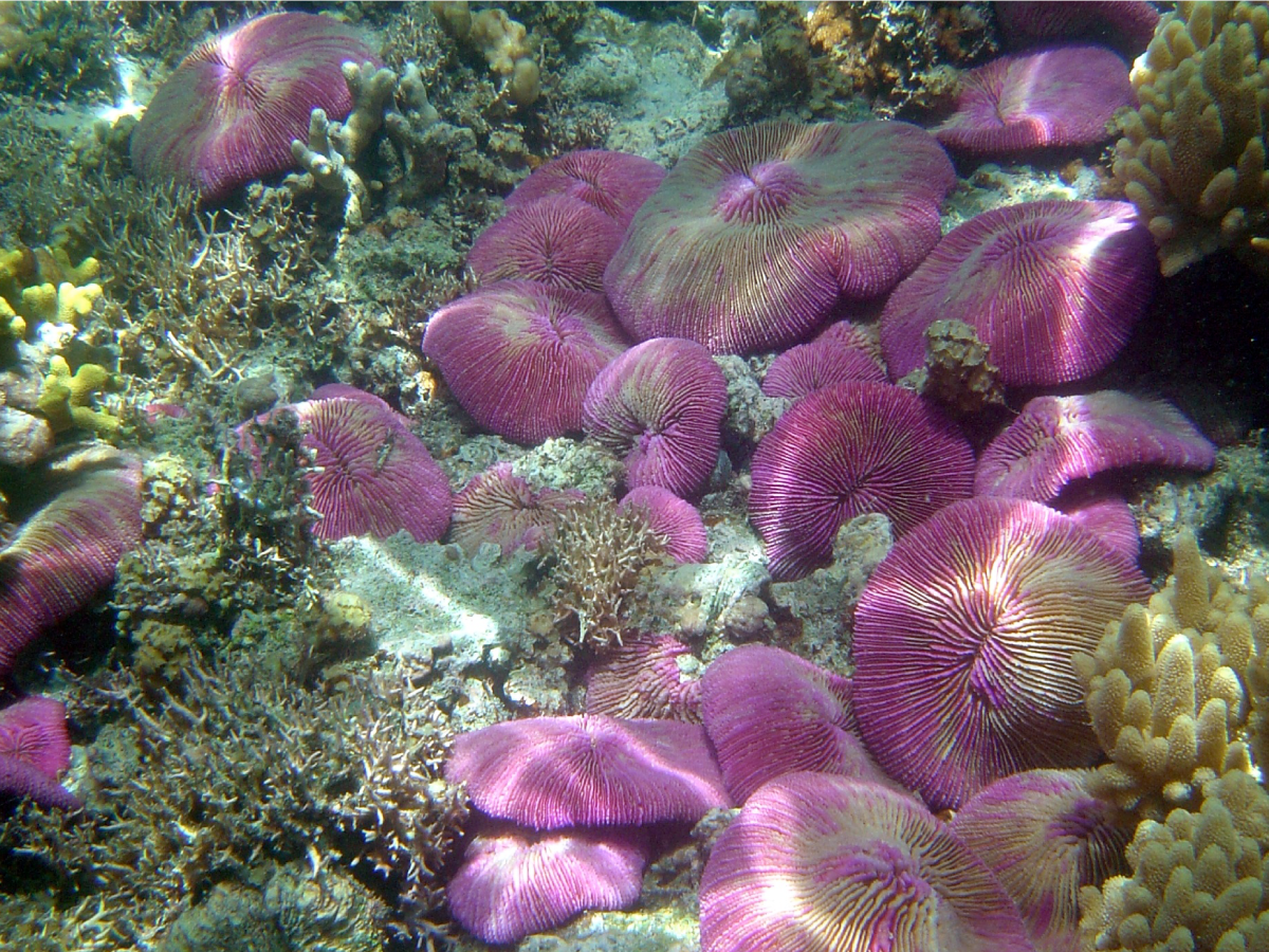 Coral Reef in the Mariana Islands