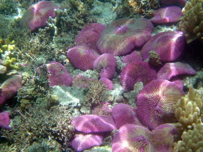 CORAL’s field campaign will use advanced airborne instruments and in-water collection methods to survey the reefs of Palau, the Mariana Islands, portions of Australia’s Great Barrier Reef, and Hawaii. Credit: David Burdock (NOAA)