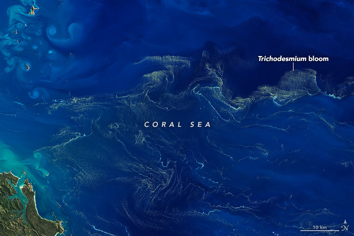 A Trichodesmium bloom in the Coral Sea
