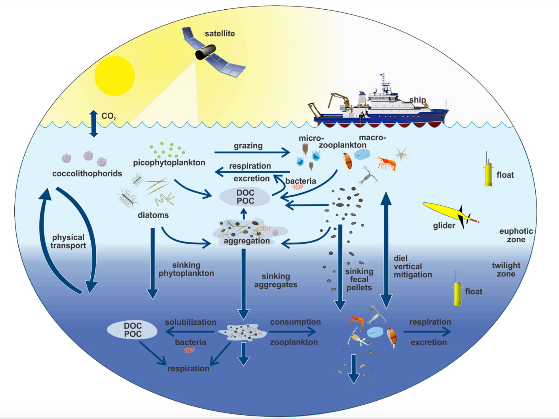 This illustration links the ocean biological pump and pelagic food web. Field campaigns such as EXPORTS utilize ships, satellites and autonomous vehicles to sample many parts of this system.