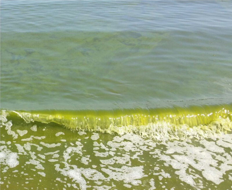 Thick blooms of green Noctiluca scintillans threaten water quality, public health, tourism, and the operations of many coastal industries in Oman. The biggest coastal industries are desalination plants, refineries and aquaculture farms.
