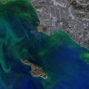 Phytoplankton Blooms Around Los Angeles and Santa Catalina Islan
