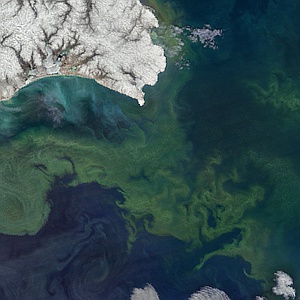Bering Sea Green Belt