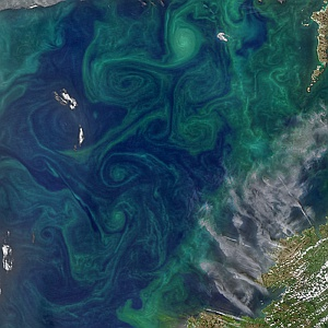 Celtic Phytoplankton