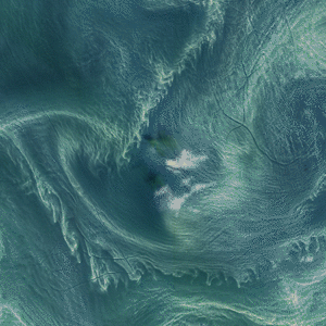 Cyanobacteria in the Baltic Sea