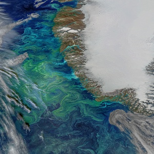 Greenland Loses Mass. Phytoplankton Bloom