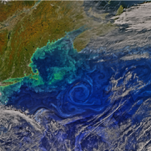 Gulf Stream Eddies and the Gulf of Maine