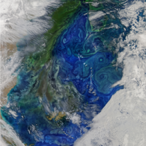 Mar Argentino Phytoplankton
