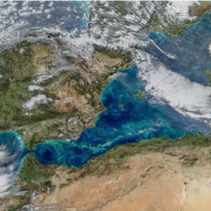 Phytoplankton in the Alboran Sea