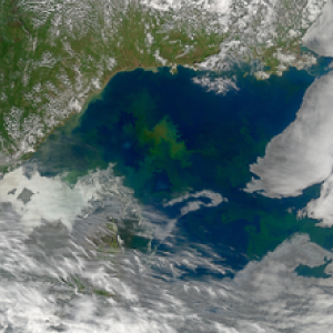 Phytoplankton in the Sea of Okhotsk