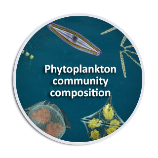 Phytoplankton community composition