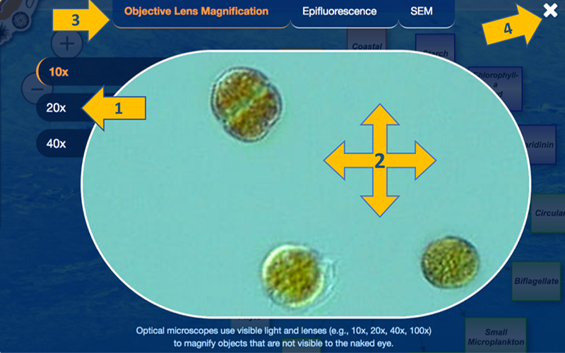 Phytopia interactive (microscope view)