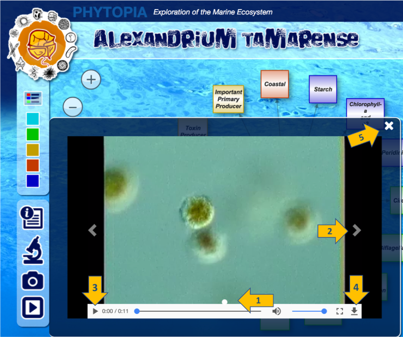 Phytopia interactive (Alexandrium Tamarense)