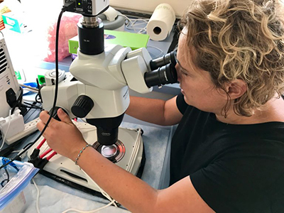 Zrinka Ljubesic (University of Zagreb) uses a microscope to identify phytoplankton and zooplankton in seawater samples. Credit: Stephanie Schollaert Uz (NASA)