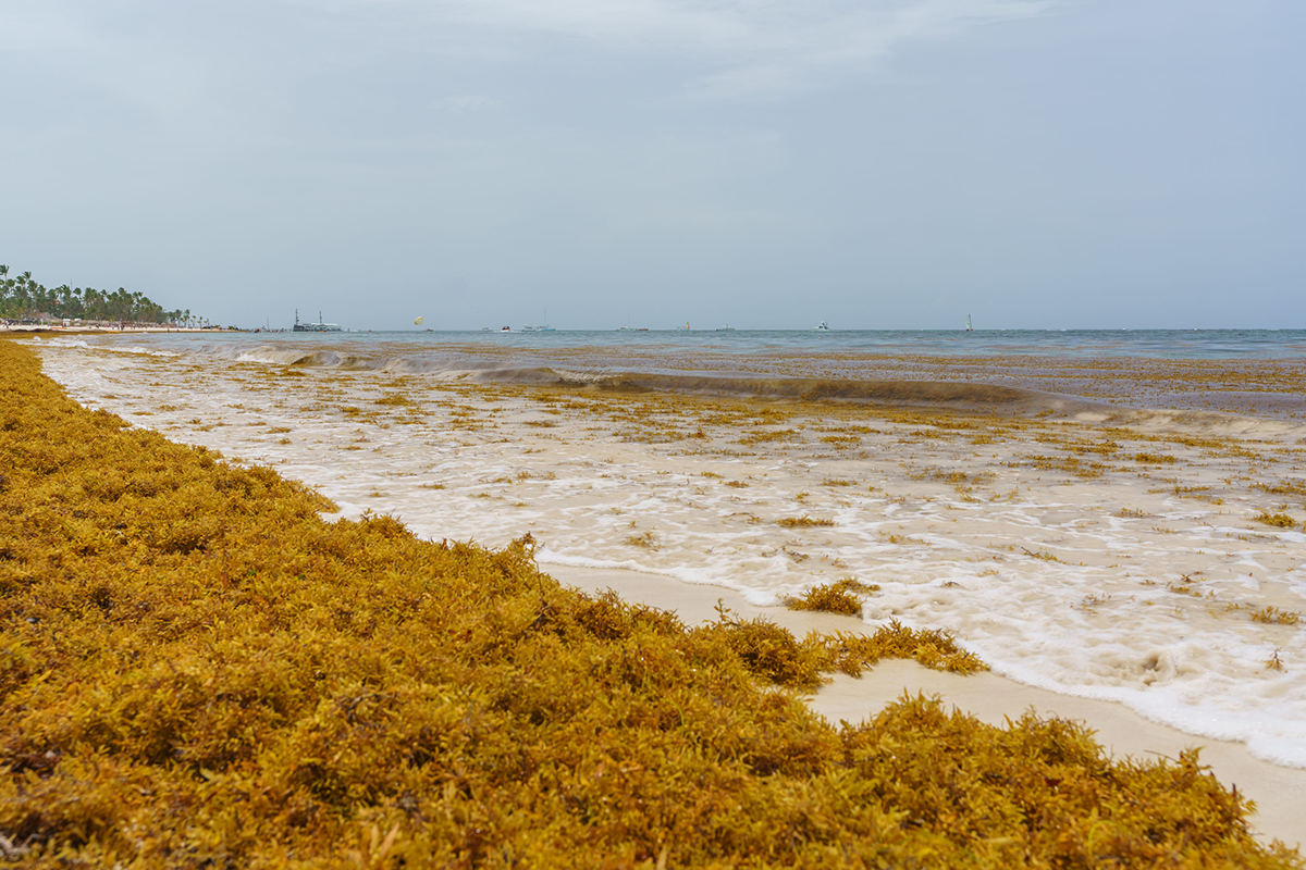 Sargassum collected along coastlines, as shown here in Bavaro, Punta Cana